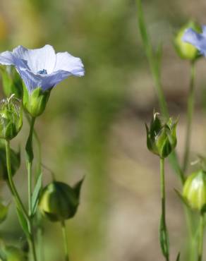 Fotografia 1 da espécie Linum usitatissimum no Jardim Botânico UTAD