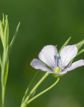 Fotografia 11 da espécie Linum bienne no Jardim Botânico UTAD