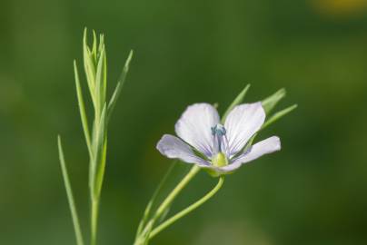 Fotografia da espécie Linum bienne