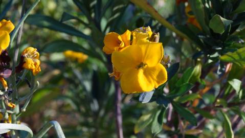 Fotografia da espécie Erysimum cheiri