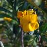 Fotografia 8 da espécie Erysimum cheiri do Jardim Botânico UTAD