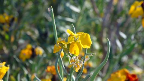 Fotografia da espécie Erysimum cheiri