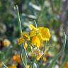 Fotografia 9 da espécie Erysimum cheiri do Jardim Botânico UTAD