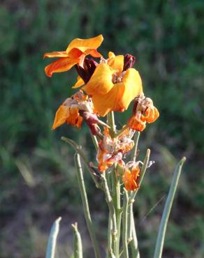 Fotografia 10 da espécie Erysimum cheiri no Jardim Botânico UTAD