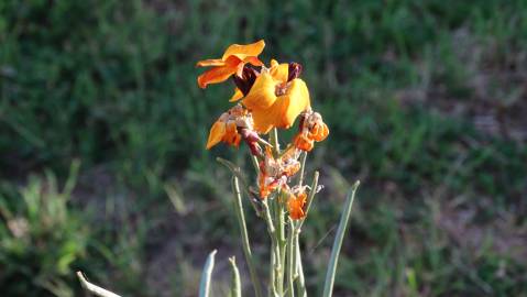 Fotografia da espécie Erysimum cheiri