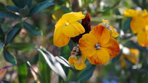 Fotografia da espécie Erysimum cheiri