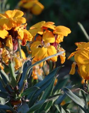 Fotografia 12 da espécie Erysimum cheiri no Jardim Botânico UTAD