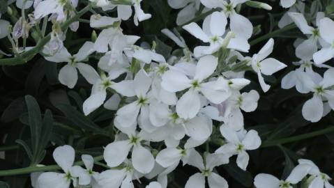 Fotografia da espécie Matthiola incana subesp. incana