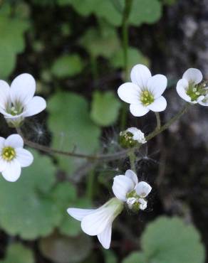 Fotografia 13 da espécie Saxifraga granulata no Jardim Botânico UTAD