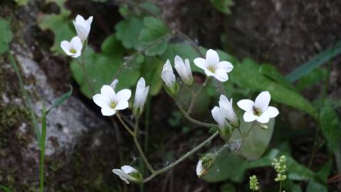 Fotografia da espécie Saxifraga granulata