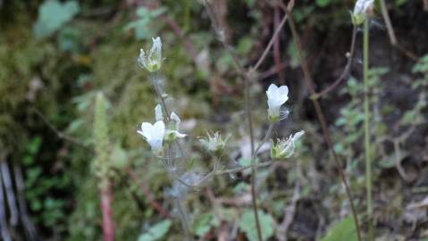 Fotografia da espécie Saxifraga granulata