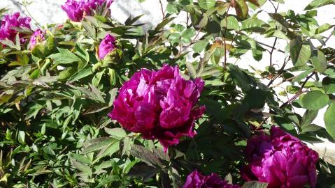 Fotografia da espécie Paeonia × suffruticosa
