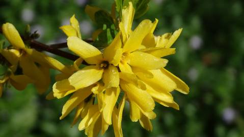 Fotografia da espécie Forsythia x intermedia