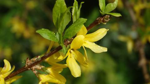 Fotografia da espécie Forsythia x intermedia