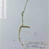 Fotografia de herbário 1 da espécie Holcus lanatus no Jardim Botânico UTAD