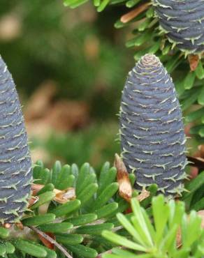 Fotografia 13 da espécie Abies pinsapo no Jardim Botânico UTAD