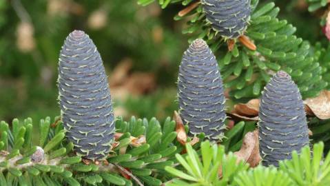 Fotografia da espécie Abies pinsapo