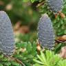 Fotografia 13 da espécie Abies pinsapo do Jardim Botânico UTAD