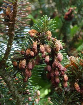 Fotografia 14 da espécie Abies pinsapo no Jardim Botânico UTAD