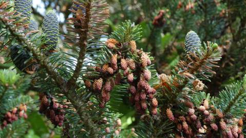 Fotografia da espécie Abies pinsapo