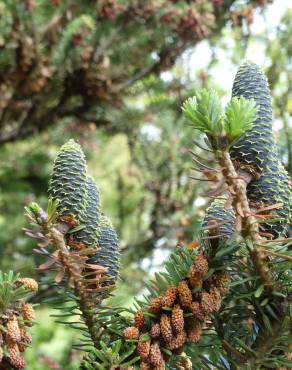 Fotografia 15 da espécie Abies pinsapo no Jardim Botânico UTAD