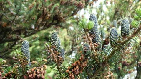 Fotografia da espécie Abies pinsapo