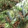 Fotografia 15 da espécie Abies pinsapo do Jardim Botânico UTAD