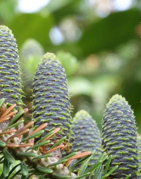 Fotografia 1 da espécie Abies pinsapo no Jardim Botânico UTAD