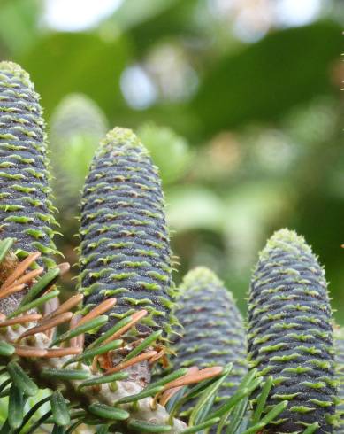 Fotografia de capa Abies pinsapo - do Jardim Botânico