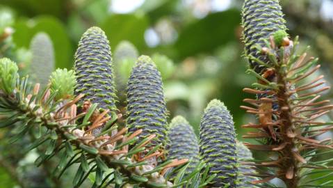 Fotografia da espécie Abies pinsapo