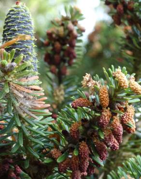 Fotografia 16 da espécie Abies pinsapo no Jardim Botânico UTAD