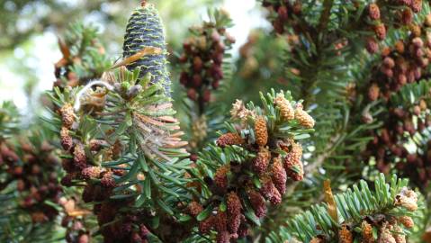 Fotografia da espécie Abies pinsapo