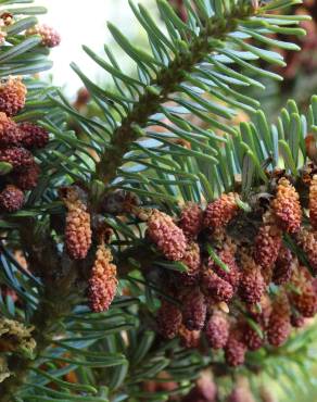 Fotografia 17 da espécie Abies pinsapo no Jardim Botânico UTAD