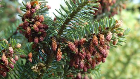 Fotografia da espécie Abies pinsapo