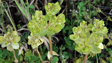 Fotografia da espécie Euphorbia helioscopia subesp. helioscopia