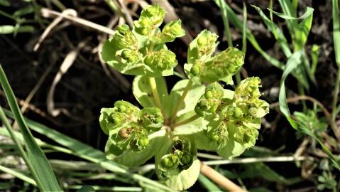 Fotografia da espécie Euphorbia helioscopia subesp. helioscopia