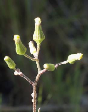 Fotografia 16 da espécie Senecio lividus no Jardim Botânico UTAD