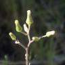 Fotografia 16 da espécie Senecio lividus do Jardim Botânico UTAD