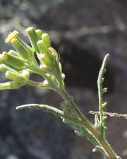 Fotografia da espécie Senecio lividus