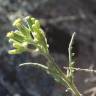 Fotografia 1 da espécie Senecio lividus do Jardim Botânico UTAD