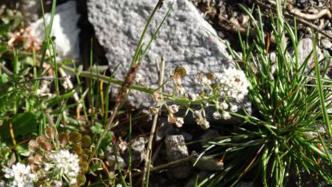 Fotografia da espécie Teesdalia nudicaulis