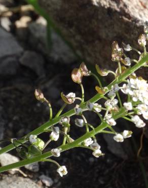 Fotografia 15 da espécie Teesdalia nudicaulis no Jardim Botânico UTAD