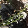 Fotografia 15 da espécie Teesdalia nudicaulis do Jardim Botânico UTAD