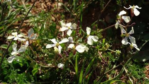 Fotografia da espécie Coincya monensis subesp. cheiranthos var. cheiranthos