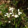 Fotografia 3 da espécie Coincya monensis subesp. cheiranthos var. cheiranthos do Jardim Botânico UTAD