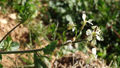 Fotografia da espécie Coincya monensis subesp. cheiranthos var. cheiranthos