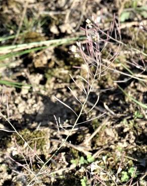 Fotografia 11 da espécie Arabidopsis thaliana no Jardim Botânico UTAD