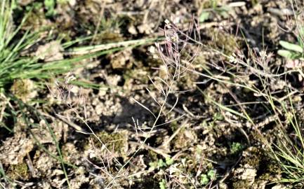 Fotografia da espécie Arabidopsis thaliana