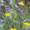 Fotografia 8 da espécie Ranunculus ollissiponensis subesp. ollissiponensis do Jardim Botânico UTAD