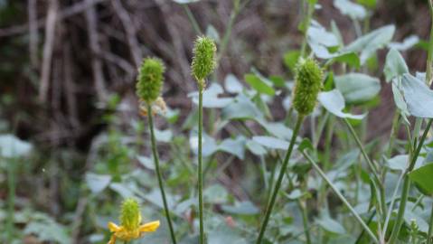 Fotografia da espécie Ranunculus ollissiponensis subesp. ollissiponensis